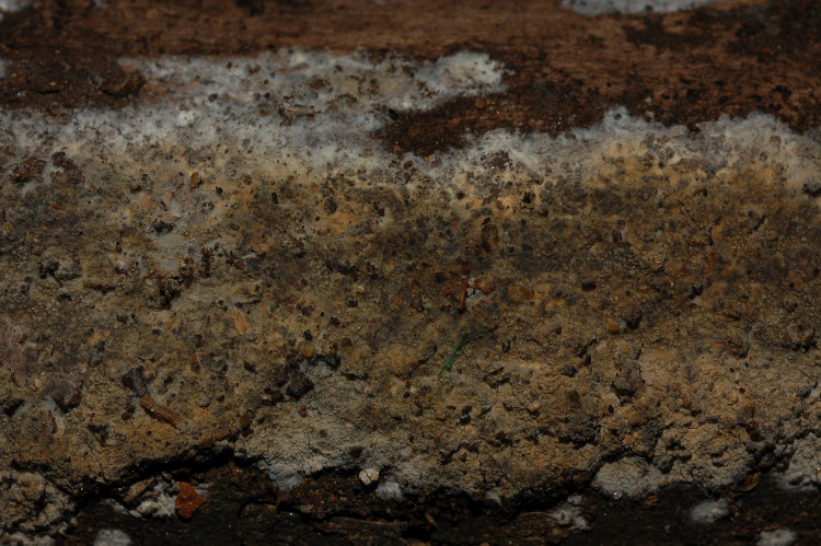 Un Phanerochaete da determinare (Hyphodermella corrugata)